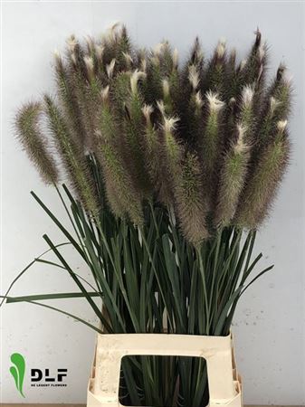 Siergrass Penni Blondi 80cm