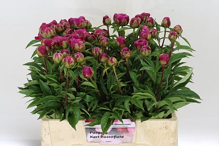 Peony Karl Rosenfield 60cm