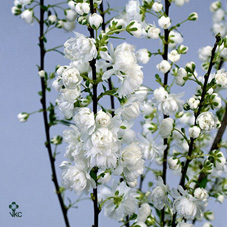 Tree Blossom Gland White 60cm