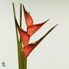 Heliconia Caribaea 80cm