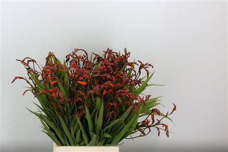 Crocosmia Emily Mckenzi 65cm