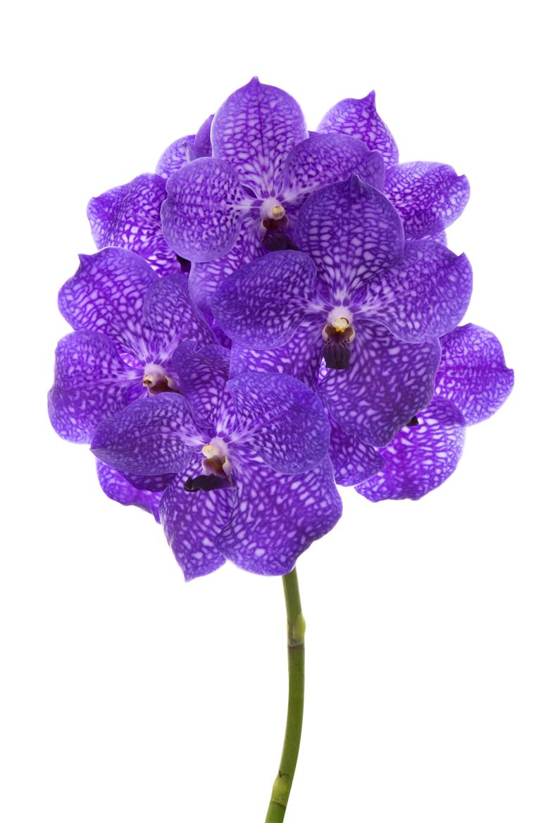 Vanda Orchid French Rose Spot
