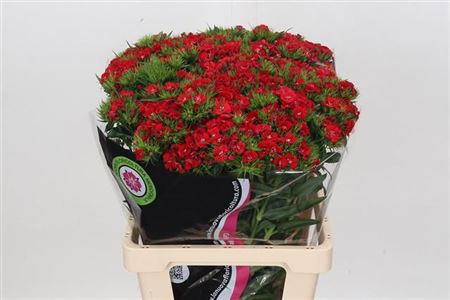 Sweet William Ov 65cm