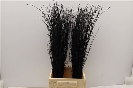 Birch Twigs 70cm Black