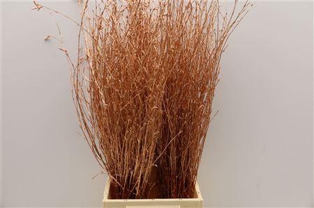 Birch Twigs 70cm Copper