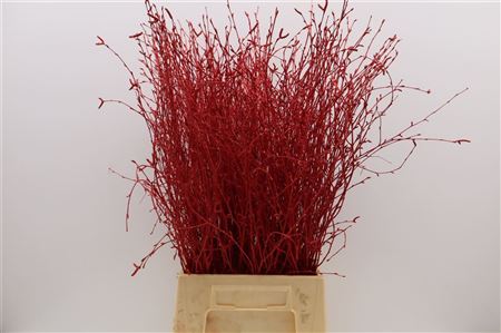 Birch Twigs 70cm Red