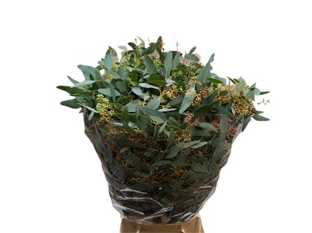 Eucalyptus Populus Bes 300gr Pbs