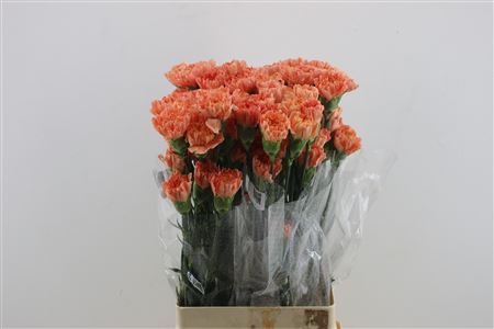 Carnation Single Hermes Orange 70cm