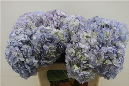 Hydr. M Vervain Bleu 60-20cm