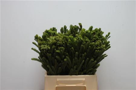 Kaaps Brunia Albiflora Green 40cm