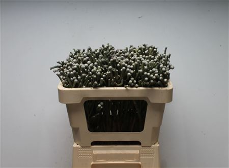 Kaaps Brunia Silver Young 50cm