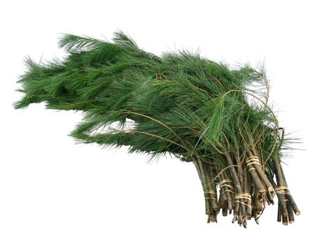 Kiefer Pine Hand 80cm