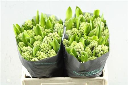 Hyacinth City Of Bradford 30cm