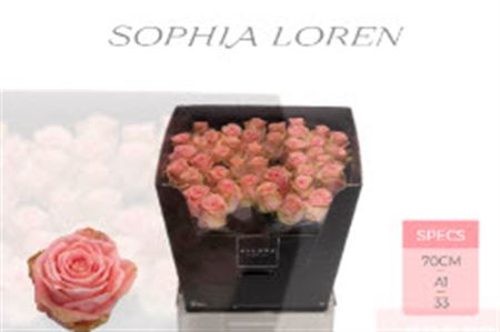 Rose Sophia Loren 60cm