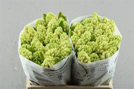 Hyacinth China White 30cm