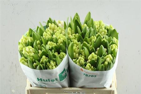 Hyacinth Antarctica  32cm