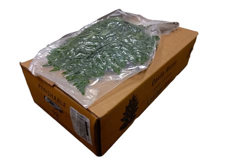 Leatherleaf Large Vac. X12 (cr)