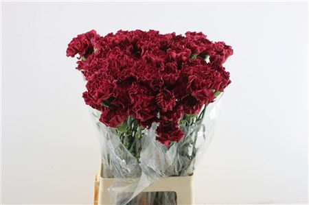 Carnation Single Lucy 70cm