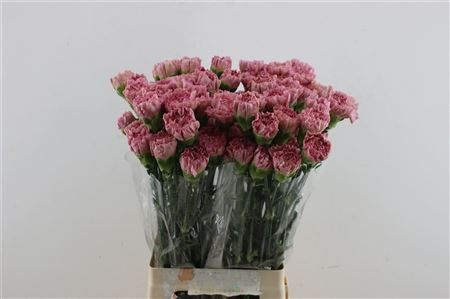 Carnation Single Lege Pink 70cm