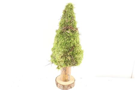 Moss Tree Round 50cm