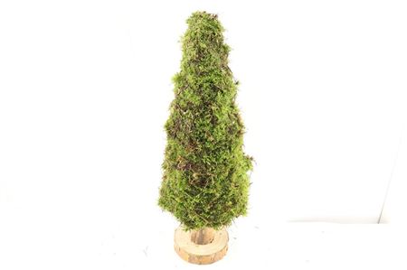 Moss Tree Round 60cm