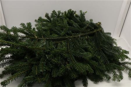 Nordmann Pine Bundle 5kg