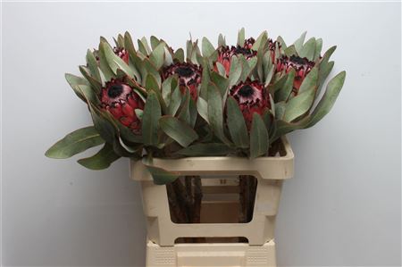 Protea Barb Ruby Princess 40cm