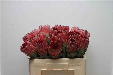 Protea Sharon 50cm