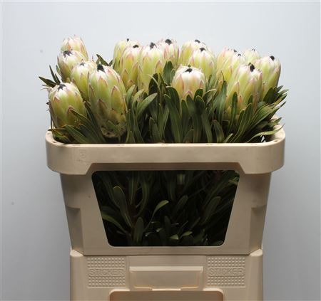 Protea White Night 40cm