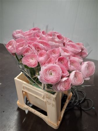 Ranunculus Clooney Fr Toloso Rosa 40cm