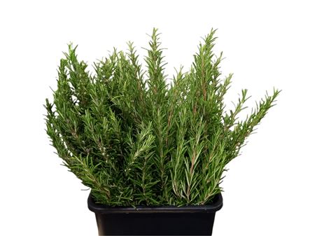 Rosemary 400gr