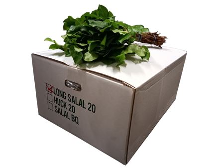 Salal Large 65cm