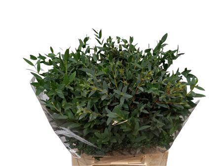 Eucalyptus Parvi Kort 150gr